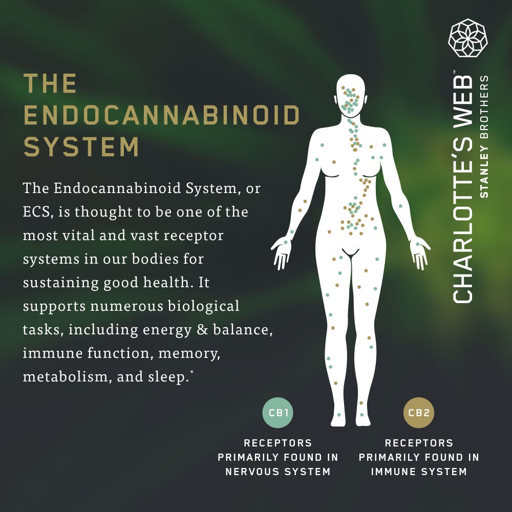 CBD OIL: 7MG CBD - Image 3